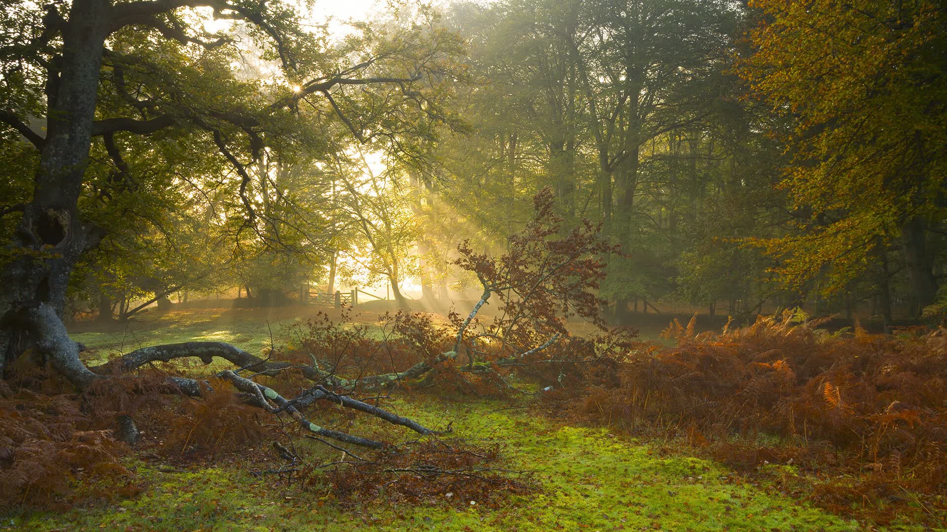 2026年乒乓球裁判证怎么考？报考条件与流程，乒乓球裁判证好考吗